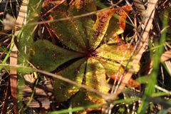 Drosera rosulata