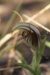 Pterostylis hamiltonii