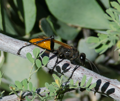 Palmodes praestans