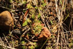Drosera spilos