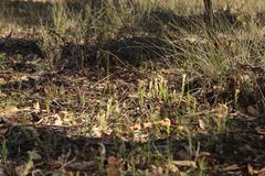 Pterostylis hamiltonii