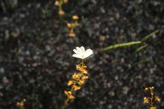 Drosera heterophylla