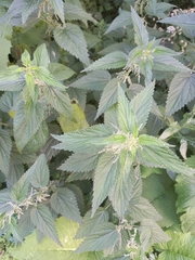 Urtica dioica