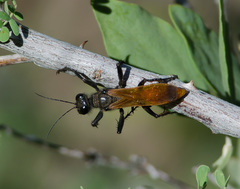 Palmodes praestans