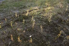 Drosera heterophylla