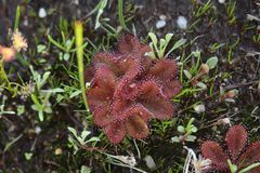 Drosera rosulata