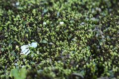 Eccremidium arcuatum