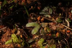 Riccia crassa