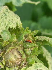 Adalia bipunctata