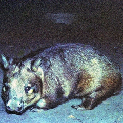 Lasiorhinus latifrons
