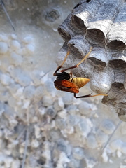 Polistes xanthogaster