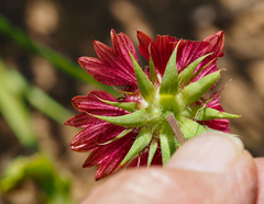 Gaillardia amblyodon
