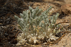 Astragalus subvestitus