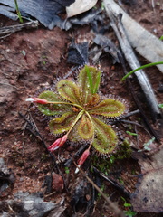 Drosera bulbosa