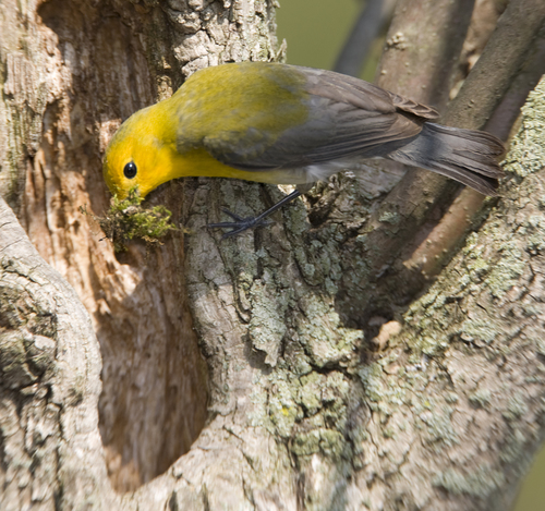 Prothonotary Warbler