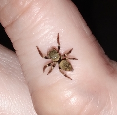 Salticinae