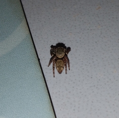 Salticinae