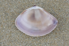 Austromactra contraria