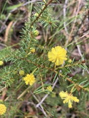 Acacia echinula