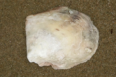 Pinctada maculata