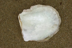 Pinctada maculata