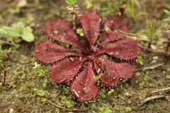 Drosera rosulata