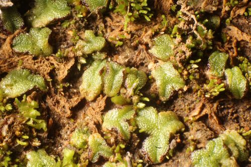 Riccia crassa
