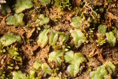 Riccia crassa
