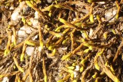 Triquetrella papillata