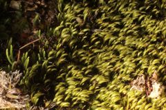 Eccremidium arcuatum