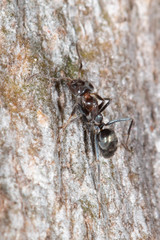 Iridomyrmex rufoniger