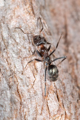 Iridomyrmex rufoniger