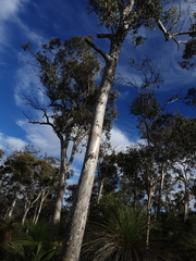 Eucalyptus wandoo