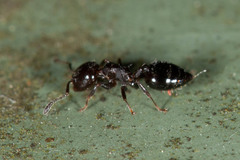 Crematogaster cornigera