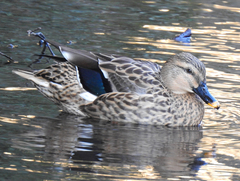 Anas platyrhynchos × zonorhyncha