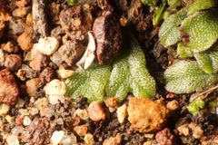 Riccia crassa