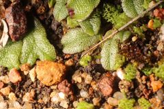 Riccia crassa