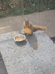 Sciurus niger