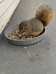 Sciurus niger