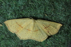 Cyclophora punctaria