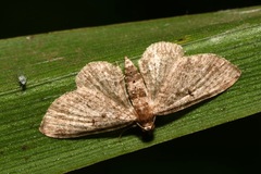 Pasiphila chloerata