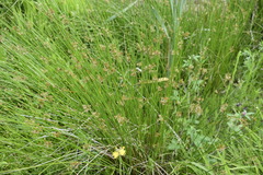 Juncus decipiens