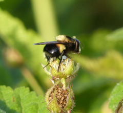 Volucella bombylans