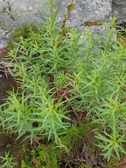 Chamaenerion angustifolium