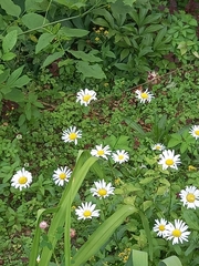 Leucanthemum vulgare