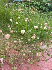 Trifolium hybridum