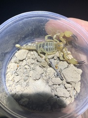 Anuroctonus phaiodactylus