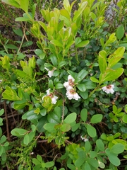 Vaccinium vitis-idaea