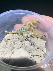 Anuroctonus phaiodactylus