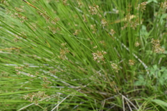 Juncus decipiens